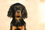 SETTER GORDON 035